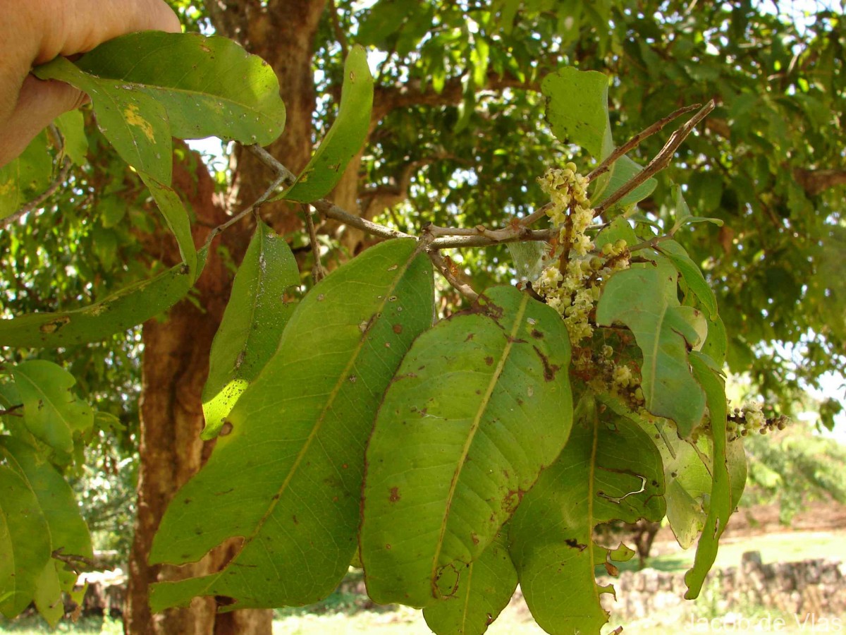 Glenniea unijuga (Thwaites) Radlk.